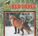 Red foxes  Cover Image